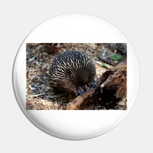 Echidna Sticky Beak Pin