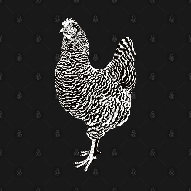 Black and white drawing of an Plymouth Rock chicken by Modern Medieval Design