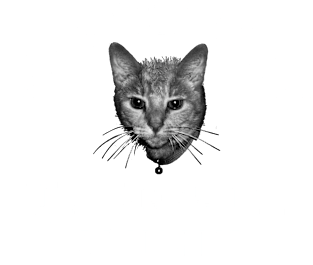 Quantum State Alumni Schrodinger's Cat Funny Science Magnet