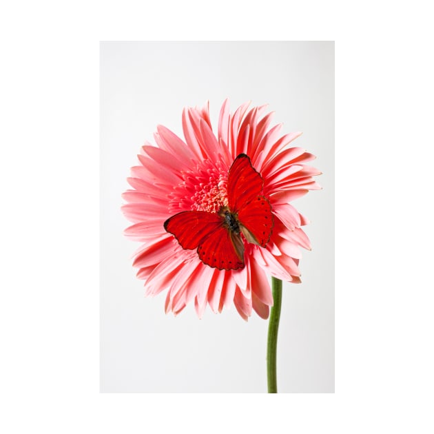 Red Butterfly On Pink Mum by photogarry