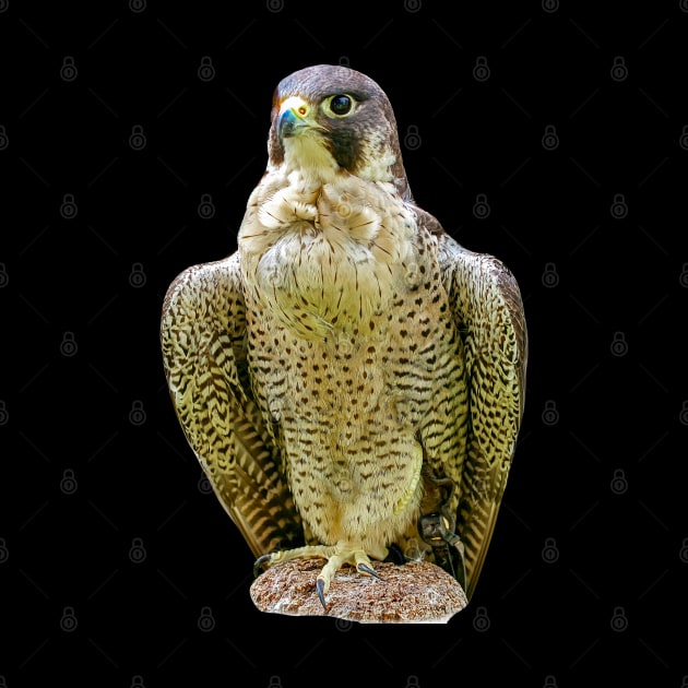 Peregrine falcon by dalyndigaital2@gmail.com