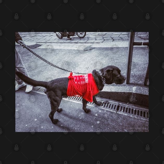 Dog in Red by eleonoraingrid