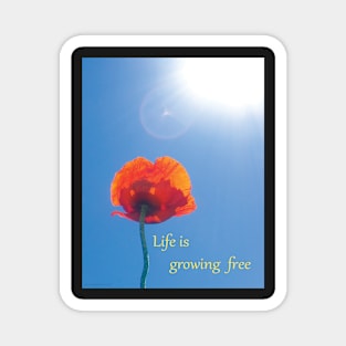 growing free Magnet