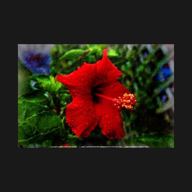 Red Hibiscus 1 by michaelasamples