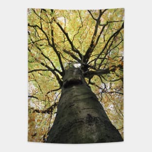 Treetop from Below Tapestry