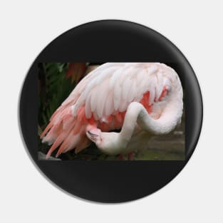 Greater Flamingo Preening #3 Pin