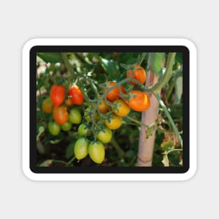 Date Tomatoes Ripening on Vine Magnet