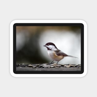 Perky Chickadee Magnet