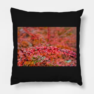 Autumn background of barberry bush leaves Pillow