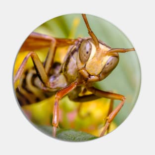 Paper Wasp Macro Photograph Pin