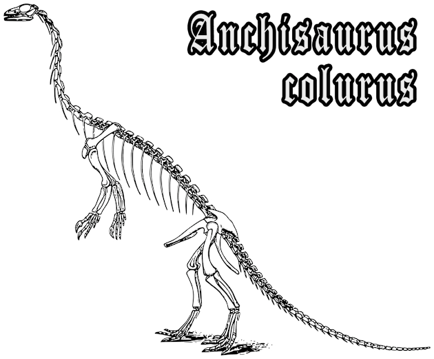 🦖 Fossil Skeleton of Anchisaurus colurus Dinosaur Species Kids T-Shirt by Pixoplanet