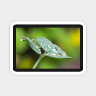 Raindrops on Woodsorrel Magnet