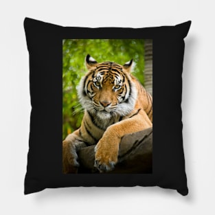 Tiger Pillow