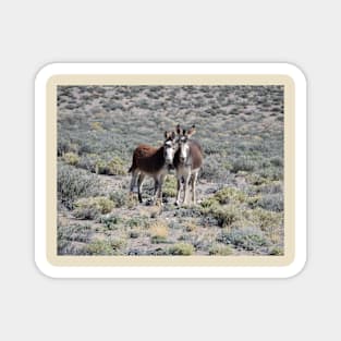 Wild burros, donkeys, wildlife, Mama and Baby Burro Magnet