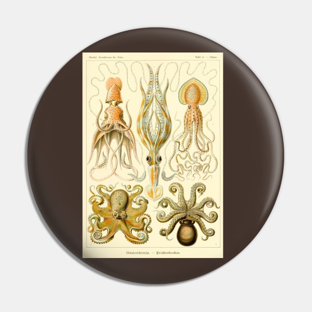 Squid and Octopus Gamochonia by Ernst Haeckel Pin by MasterpieceCafe