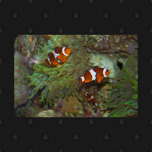 Canada. Vancouver, BC. Aquarium. Clown fish. by vadim19