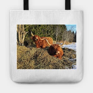 Scottish Highland Cattle Cows 2302 Tote