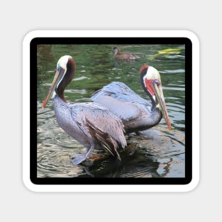 Two pelicans Magnet