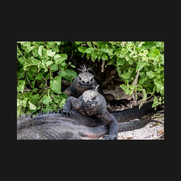 Galapagos Iguanas by RosNapier