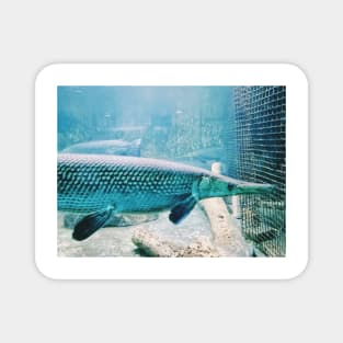 aquarium, fish, alligator gar, fish tank, gar fish, monster fish, tropical fish, gar, water change, fish keeper, monster fish keeper, exotic pets, pet, wet pet, wet pets Magnet