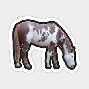 American Paint Horse Magnet