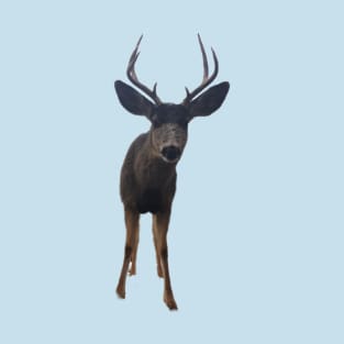 Curious Buck Deer T-Shirt