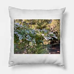 Frosty beech Pillow