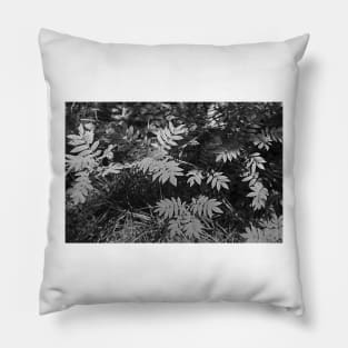 Glacier National Park Ferns in black and white Pillow