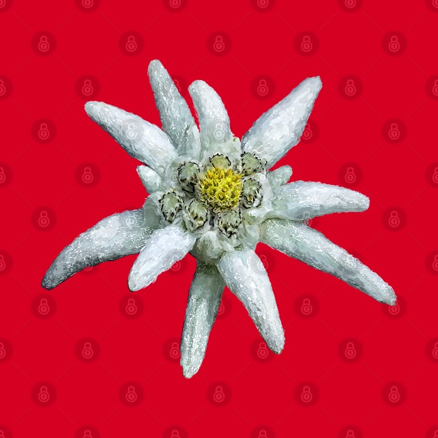 Edelweiss by sibosssr