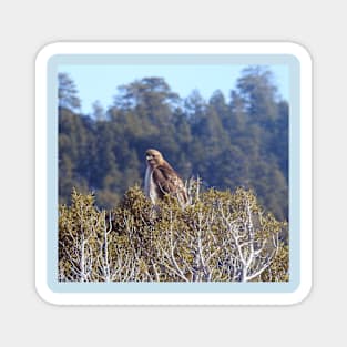 Red-tailed hawk, birds, wildlife, gifts Magnet