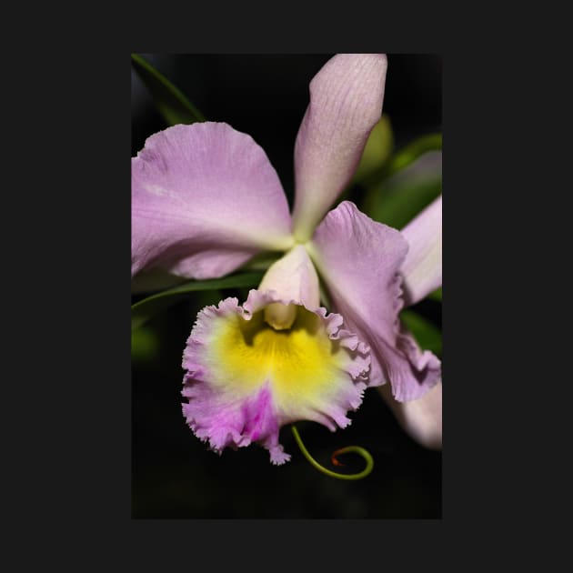 Cattleya Orchid in Pink & Mauve by Carole-Anne