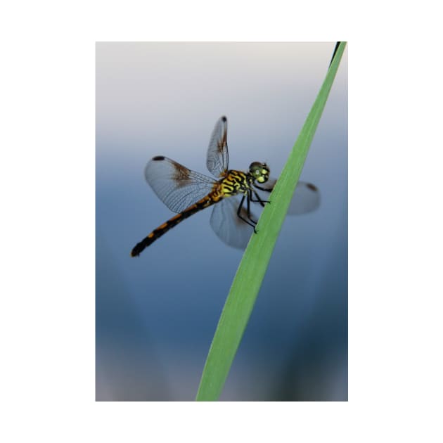 Dragonfly - Cristfield, MD by searchlight