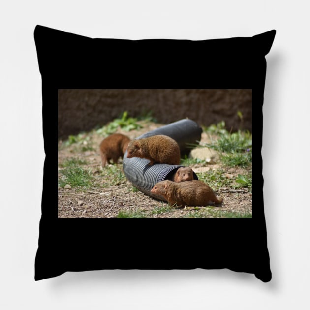 Mongoose Family Pillow by MarieDarcy