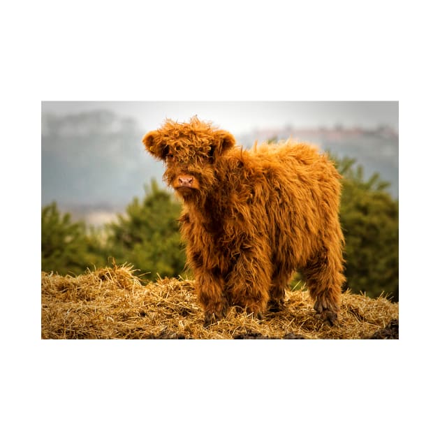 Highland calf by Violaman