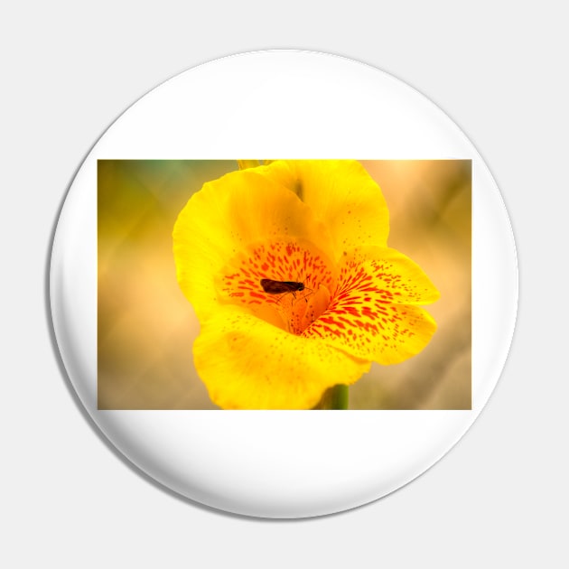 oli daffodil y bug Pin by pcfyi