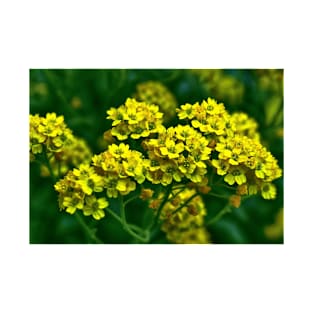 Golden Alyssum T-Shirt