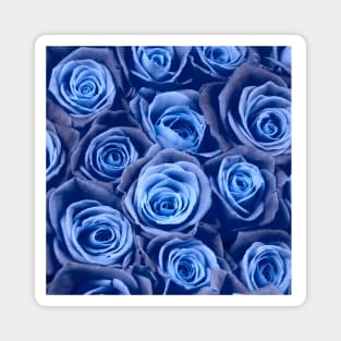 blue roses Magnet