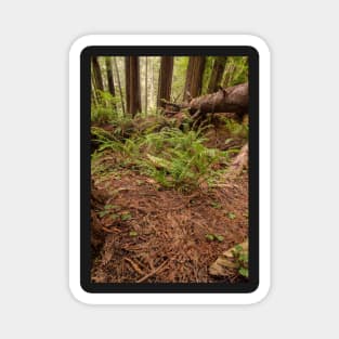 The Forest Floor Magnet