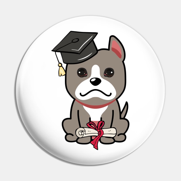 Cute grey dog is a graduate Pin by Pet Station