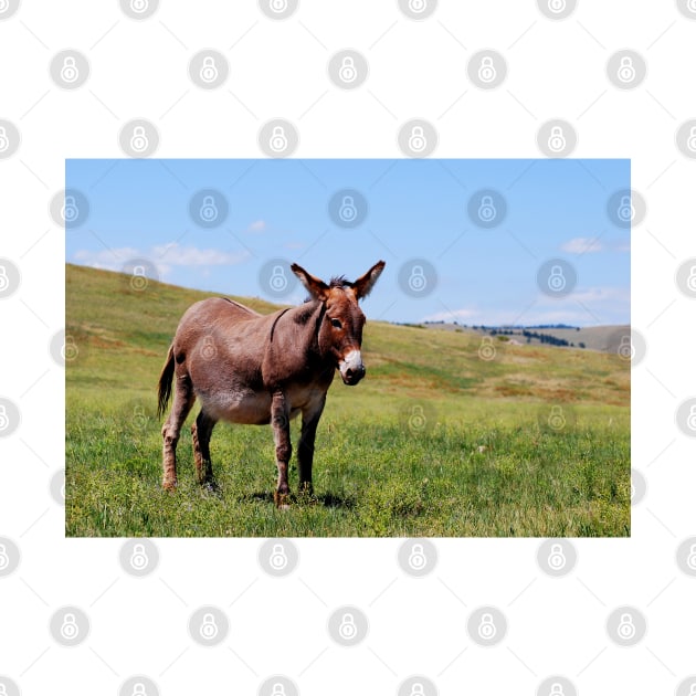 Donkey Photo by JoeStylistics