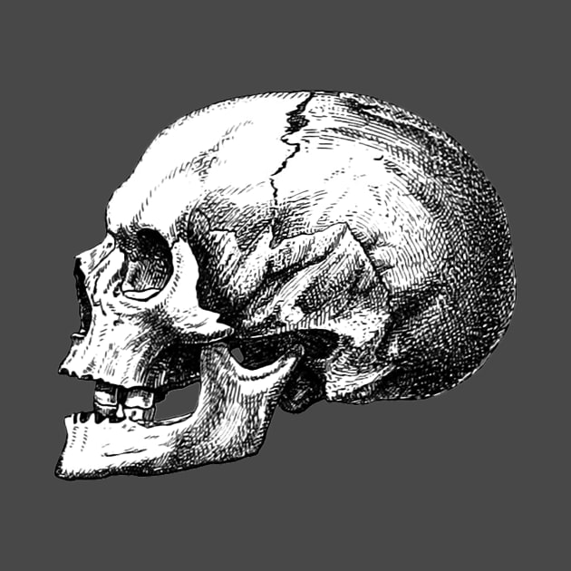 lateral skull by nineshirts