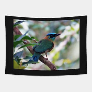 Blue Crowned Motmot Perching on Branch Photo Tapestry