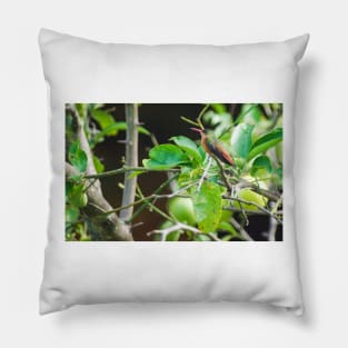 slb hummingbird male Pillow