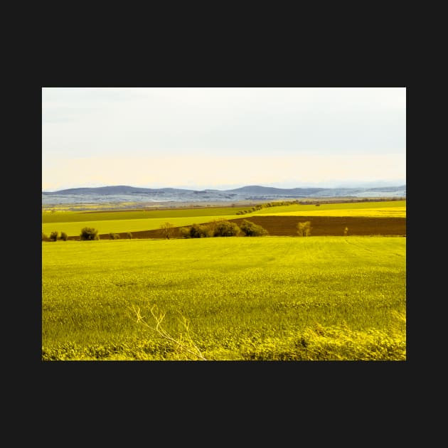 Yellow fields by bunlinked