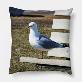 A Gull Standing On A Bench Pillow