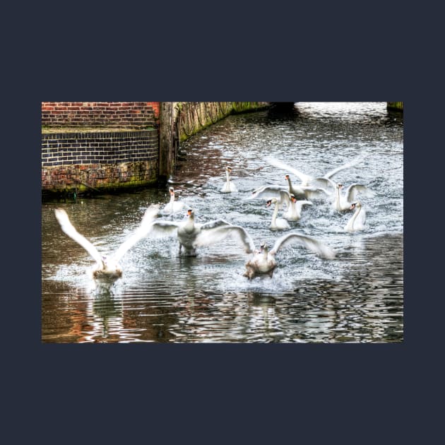 Panic, Swans Take Flight by tommysphotos