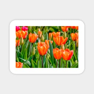 Orange tulips Magnet