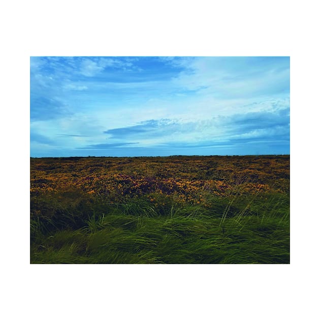 Heather & Gorse by Kyarwon