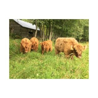 Scottish Highland Cattle Calves 1510 T-Shirt