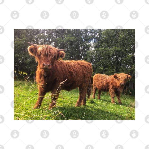 Scottish Highland Cattle Calf 2048 by SaarelaHighland
